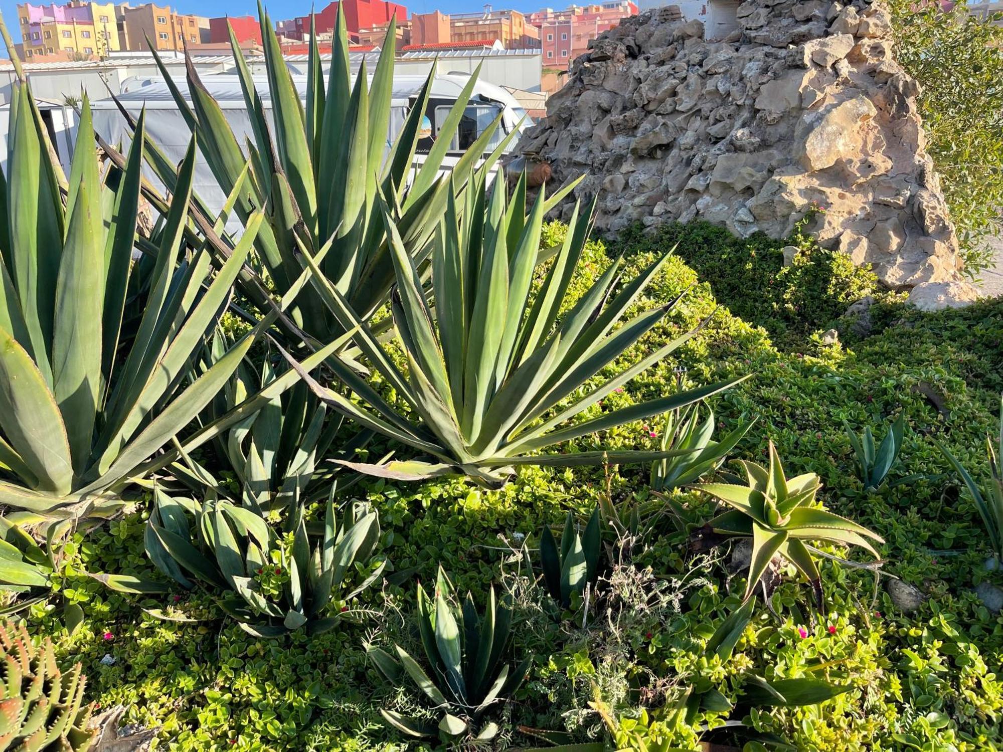Camping Wassay Beach Sidi Ouassay Kültér fotó